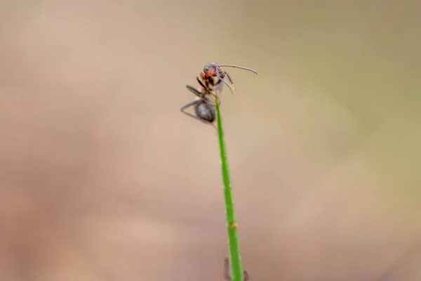 背景がぼやけている草の上のアリのマクロ — ストック写真