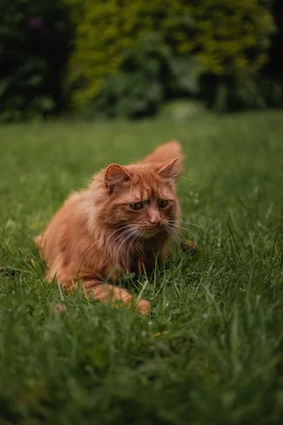 Chaton Gingembre Mignon Assis Sur Herbe Dans Jardin Été Anglais — Photo