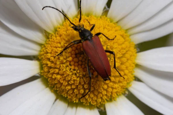 白いデイジーの花のステンレラ メラノラ昆虫のクローズアップマクロ — ストック写真