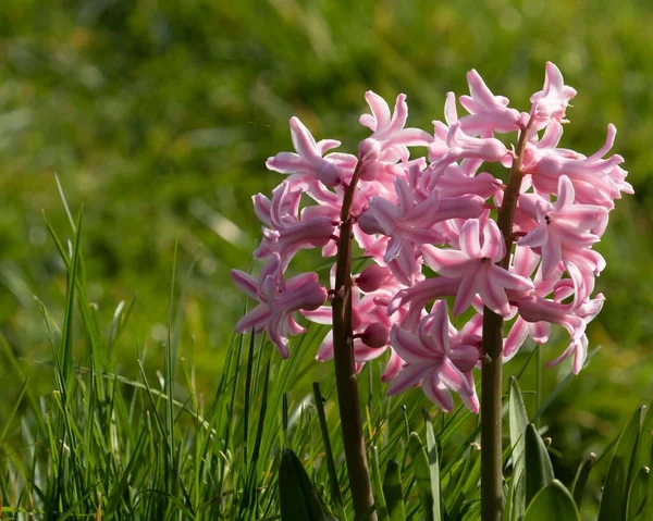 Hyacinth Rosa Florescendo Jardim Ensolarado — Fotografia de Stock