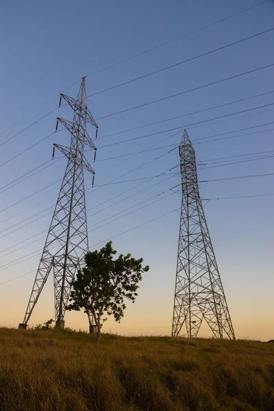 A vertical shot of electric poles next to a tree in a field at sunset