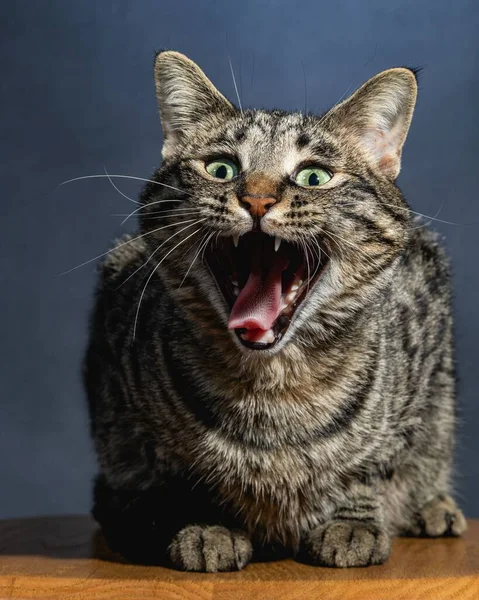 Neugierige Katze Studio Haustier Portrait — Stockfoto