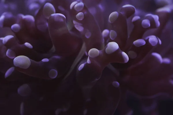素晴らしい紫色をした幸福感のあるパラダイビア フログスポーン サンゴのクローズアップです — ストック写真