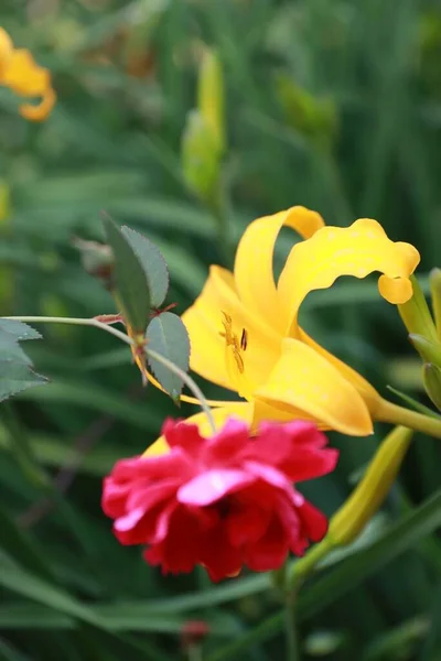 Brilhante Bonito Flores Amarelas Anexado Caule Jardim — Fotografia de Stock