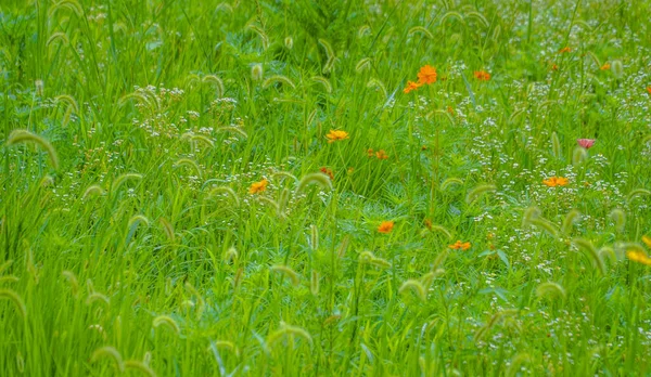 Algumas Flores Silvestres Crescendo Campo Verde — Fotografia de Stock