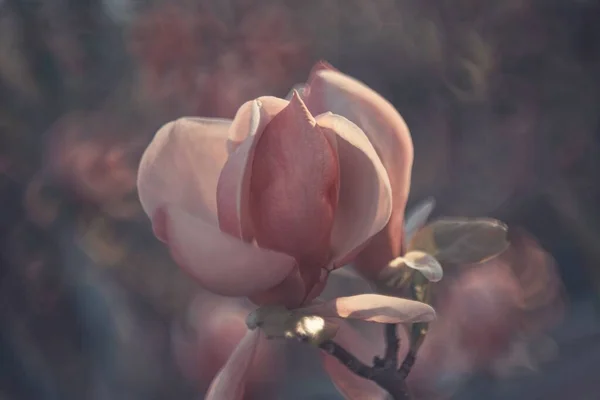 Крупним Планом Рожева Квітка Магнолії Дереві — стокове фото