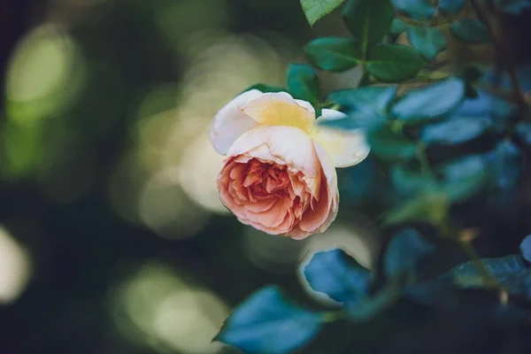 Selective Focus Shot Blooming Rose — Stok fotoğraf