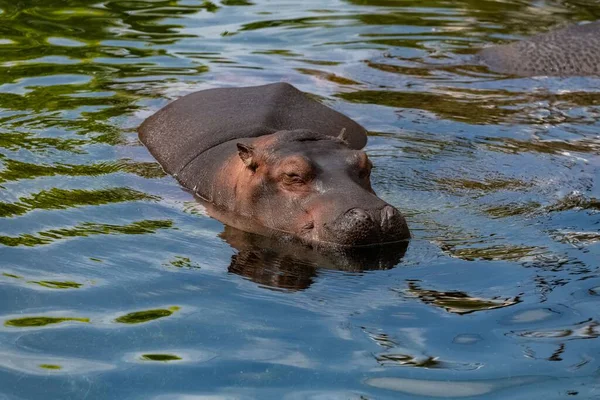 Bébé Hippopotame Baignant Dans Lac Portrait — Photo