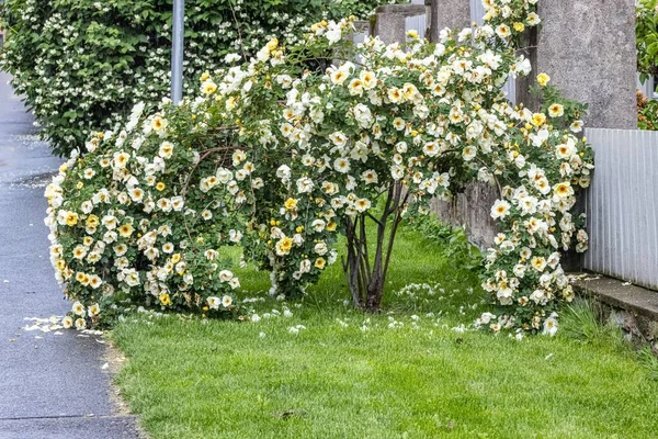 Tiro Close Arbusto Branco Vanhoutte Spirea Uma Estrada — Fotografia de Stock