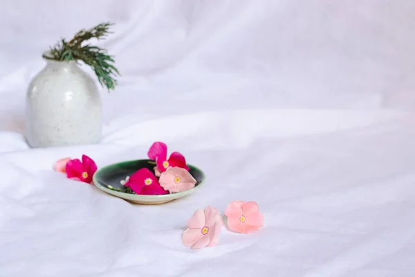 Periwinkle Bloemen Een Keramische Schotel Voor Een Frisse Lente Zomer — Stockfoto