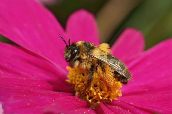 Großaufnahme Einer Weiblichen Pantaloon Biene Dasypoda Hirtipes Die Auf Einer — Stockfoto