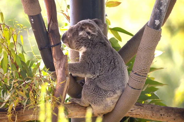 Foto Koalas Dallo Zoo — Foto Stock