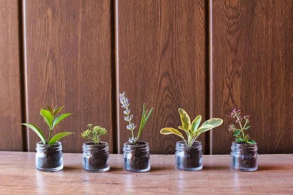 Close Frascos Vidro Com Diferentes Plantas Contra Fundo Madeira Marrom — Fotografia de Stock