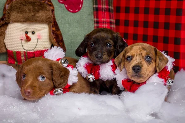 Adorable Studio Portraits Dachshund Puppies Dressed — Stock Photo, Image