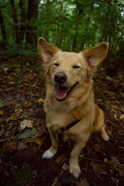 Μια Κάθετη Λήψη Ενός Σκύλου Harzer Fuchs Κάθεται Στο Δάσος — Φωτογραφία Αρχείου