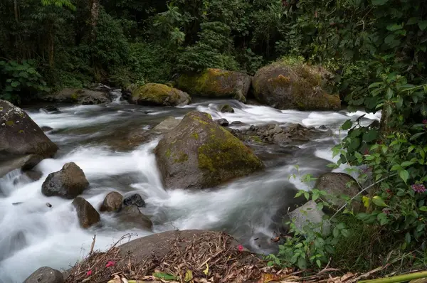 Ormandan Akan Bir Nehrin Yakın Çekim Görüntüsü — Stok fotoğraf
