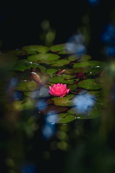 연꽃의 — 스톡 사진