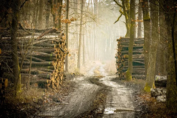 Dirty Rural Road Forst Stack Cutted Trees Foggy Day — Stock Photo, Image