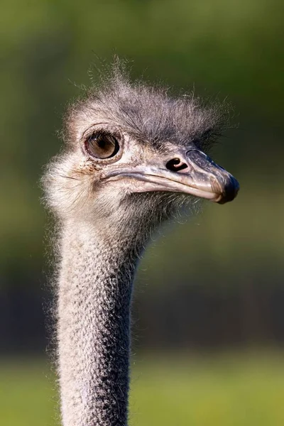 Een Verticaal Schot Van Een Struisvogel Zijn Natuurlijke Habitat Tegen — Stockfoto