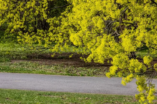 Lush Yellow Acacia Tree Path Park — Stock Photo, Image