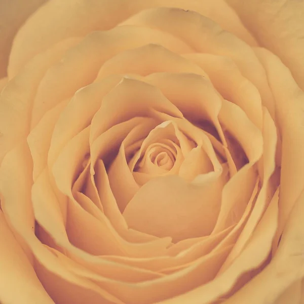 Крупним Планом Знімок Апельсинових Пелюсток Троянд — стокове фото