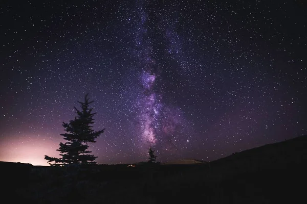 Nízký Úhel Pohledu Krásný Les Hvězdné Noci — Stock fotografie