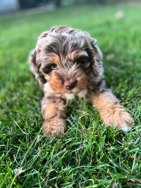 Rozkošné Osmitýdenní Cockapoo Štěně Trávě — Stock fotografie