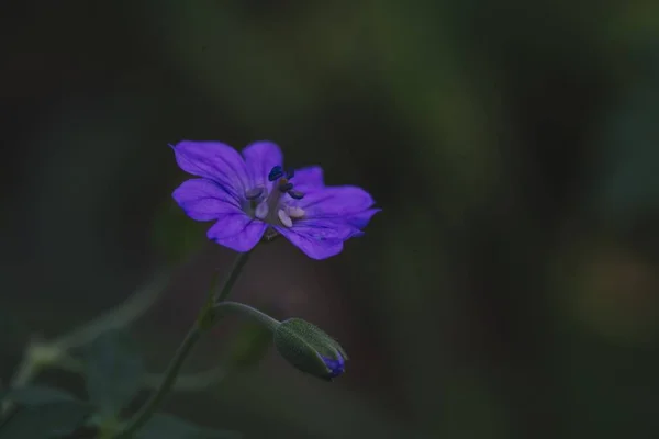 Little Purple Flower Close Shot Selective Focus Selective Blur — Stock Photo, Image