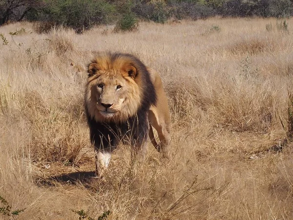 Close Leão Africano Caminhando Uma Savana Com Arbustos Fundo África — Fotografia de Stock