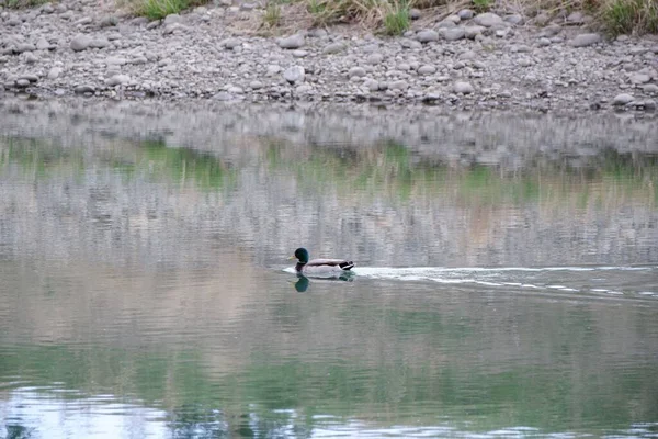 Живописный Вид Плавание Птиц Озере Парка Мрачный День — стоковое фото