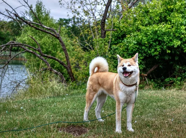 晴れた日に公園の芝生に立つ秋田犬 — ストック写真