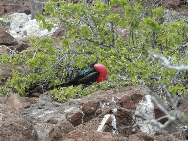 Adult Frigate Bird Iconic Inflated Red Chest North Seymour Island — Stock Photo, Image