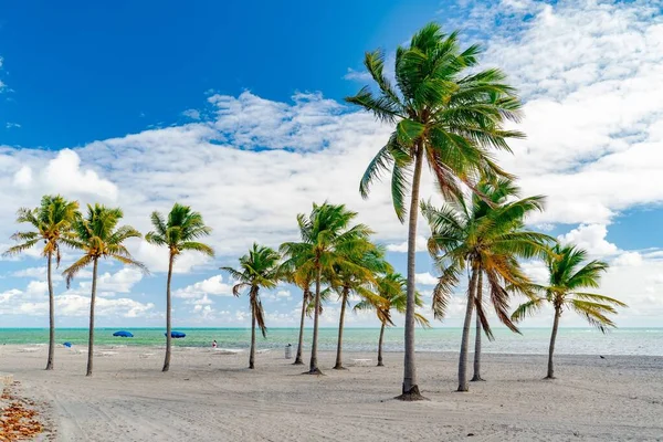 Piękna Sceneria Palm Crandon Beach Miami Pod Błękitnym Pochmurnym Niebem — Zdjęcie stockowe