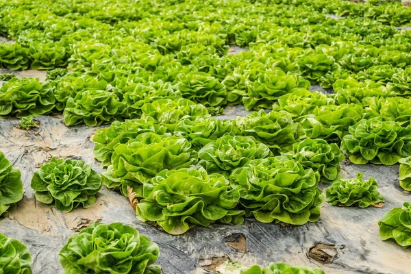 温室に植えられた若い春の有機レタスのクローズアップ — ストック写真