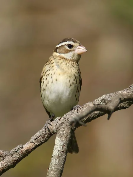 Розоровий Grosbeak Pheucticus Ludovicianus Розмитому Фоні — стокове фото