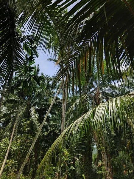 Gün Boyunca Ormandaki Bazı Yeşil Palmiyelerin Dikey Görüntüsü — Stok fotoğraf
