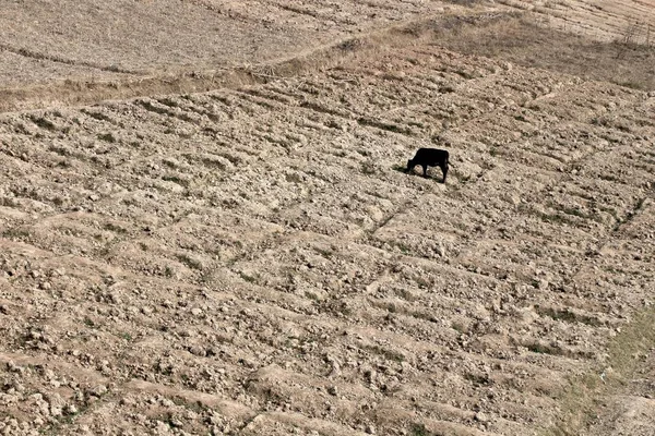 A black cow grazes in a newly plowed field on which the tracks of the car are rubbed
