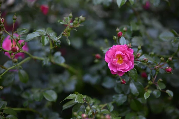Μια Φωτογραφία Ενός Μοναχικού Ροζ Τριαντάφυλλου Στο Θολό Φόντο — Φωτογραφία Αρχείου