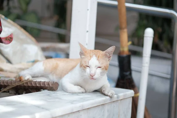 Bulanık Bir Arkaplanda Uyuyan Bir Kedinin Yakın Plan Çekimi — Stok fotoğraf