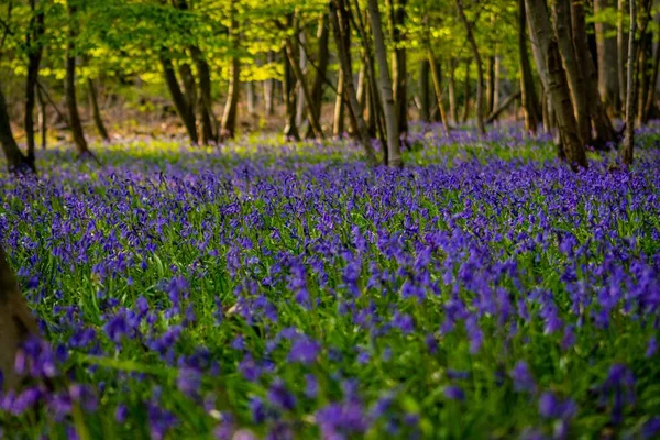 Блакитні Квіти Лісовому Саду — стокове фото