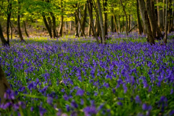 Flores Arándano Jardín Del Bosque — Foto de Stock