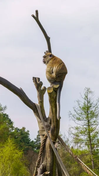 Mono Lindo Árbol Zoo Tabor Chequia —  Fotos de Stock