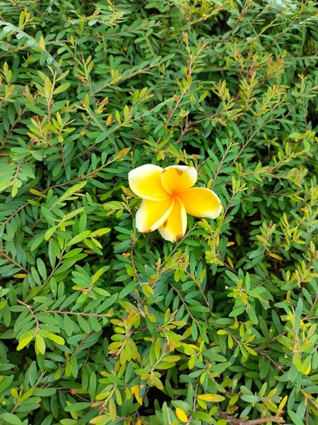 Ένα Όμορφο Κίτρινο Λουλούδι Της Καμπότζης Που Καλλιεργείται Στον Κήπο — Φωτογραφία Αρχείου