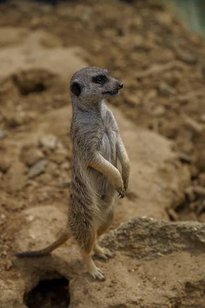 Ένα Κάθετο Πλάνο Ενός Meerkat Που Στέκεται Ένα Βράχο Και — Φωτογραφία Αρχείου