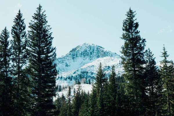 Uma Bela Vista Uma Paisagem Com Montanhas Árvores Cobertas Neve — Fotografia de Stock