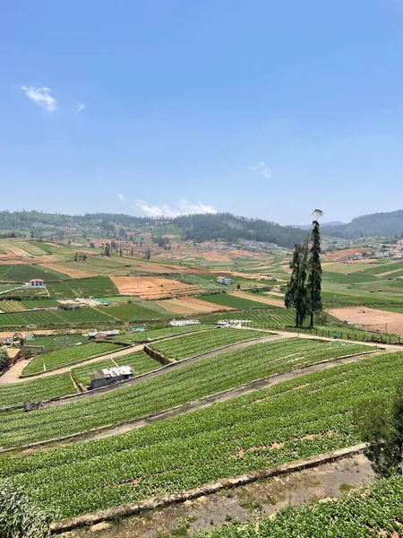 Las Casas Rurales Rodeadas Campos Agrícolas —  Fotos de Stock