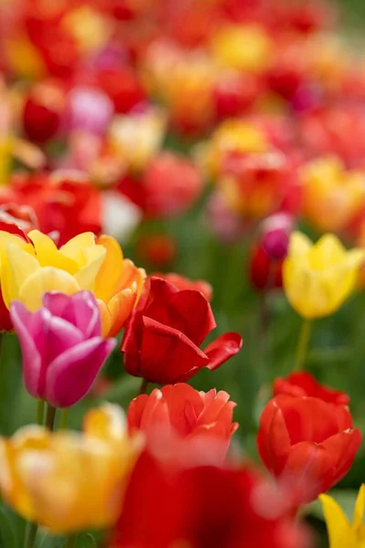 Pionowe Ujęcie Pięknych Kwiatów Kwitnących Ogrodzie — Zdjęcie stockowe