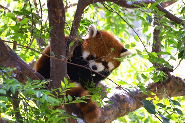 Sebuah Close Seup Panda Merah Duduk Pohon — Stok Foto