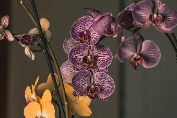 Bei Fiori Viola Arancioni Del Orchid Contro Sfondo Grigio — Foto Stock