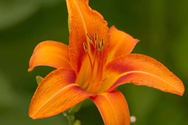 Zbliżenie Strzał Pomarańczowy Daylily Kwiat Rozmytym Tle — Zdjęcie stockowe